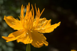 Orange Flower