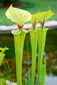 Pitcher plant